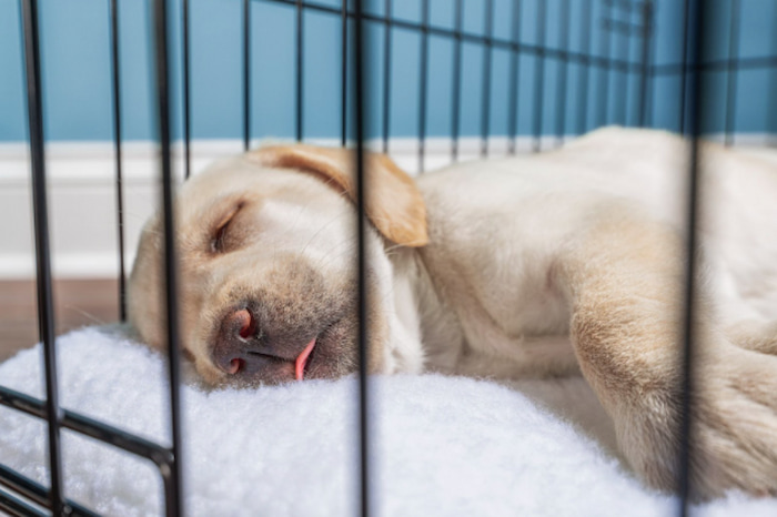 A cream coloured Labrador puppy sleeps in their crate with tongue out