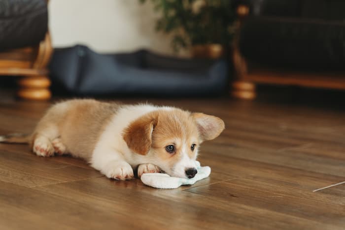 Corgi puppy at home plays with sock