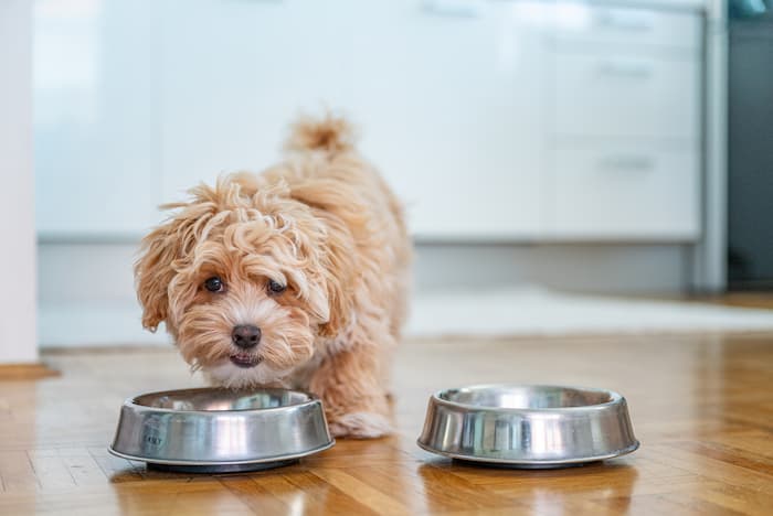 Little cute maltipoo puppy eating from dog bowls