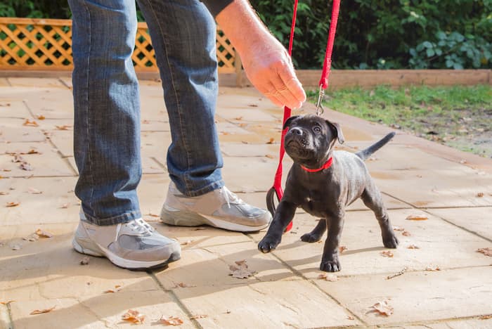 Staffordshire Bull Terrier puppy training on a red leash