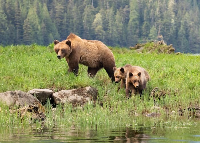 A brown bear and its cubs walk through a provincial park in Great Bear Rainforest in British Columbia.