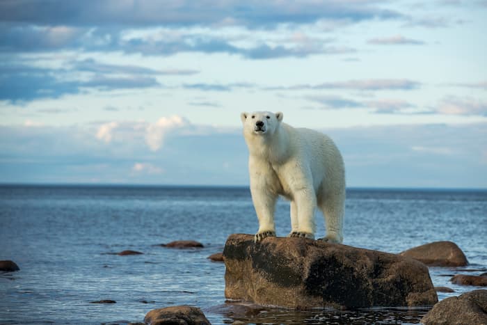 A polar bear stands on a rock in Hudson Bay in Manitoba, Canada.