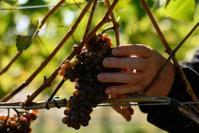 A man harvests grapes in the Okanagan wine region.